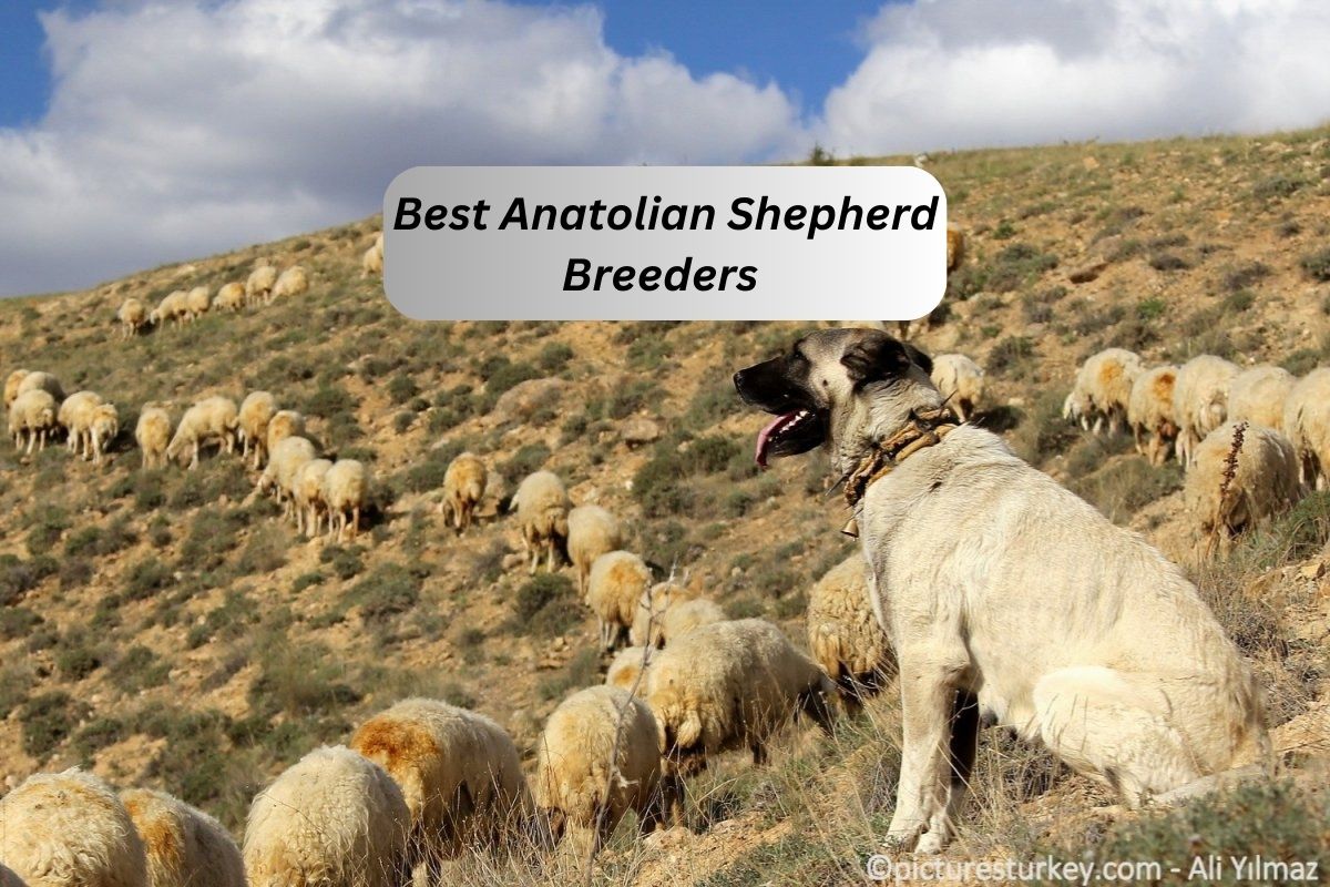 9 Best Anatolian Shepherd Breeders In The US In 2024