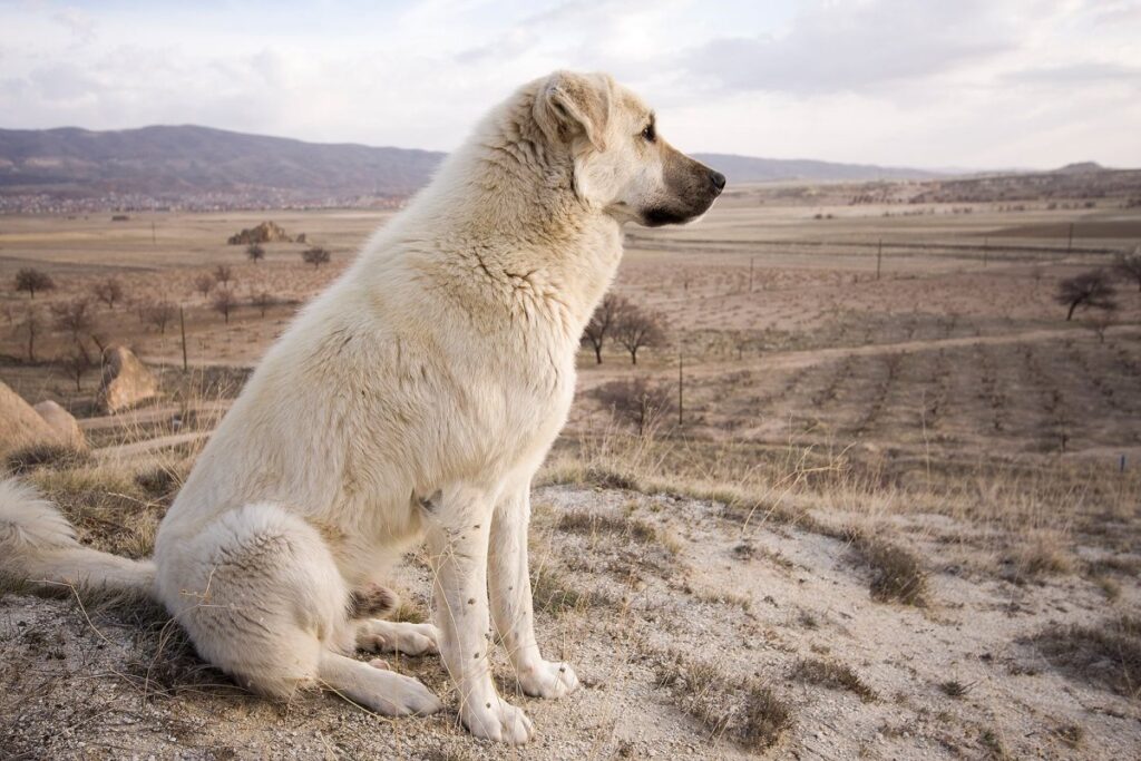Akard’s Anatolian Shepherds
