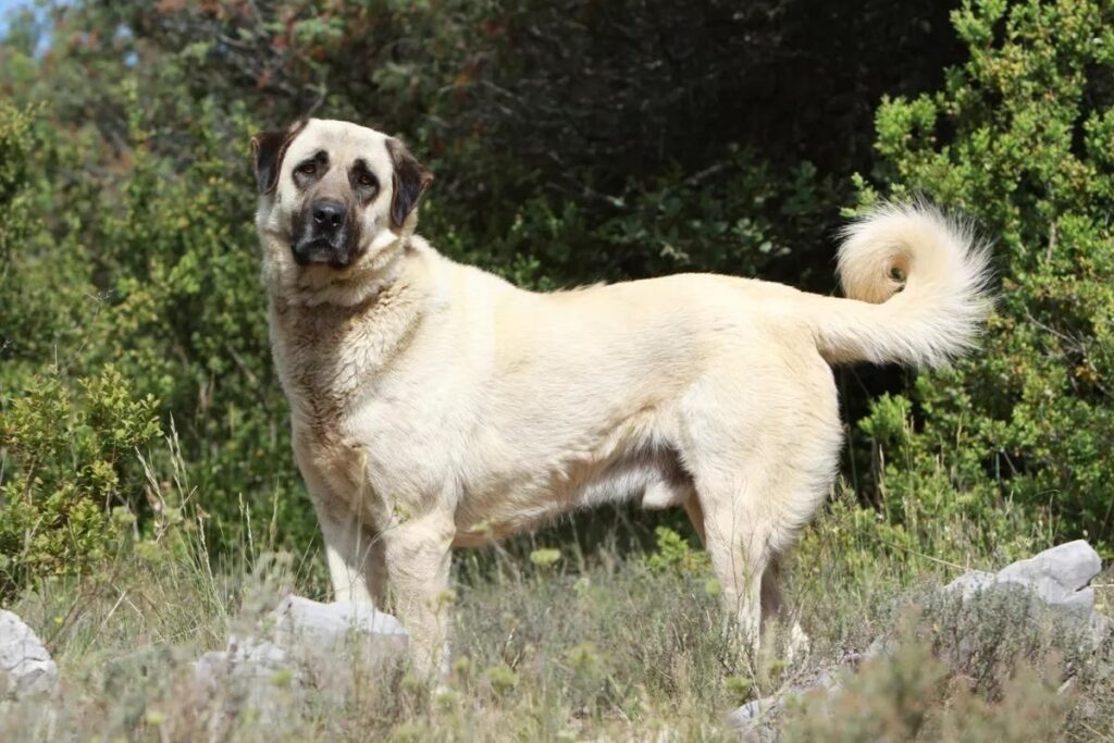 Apex Anatolians shepherd dogs
