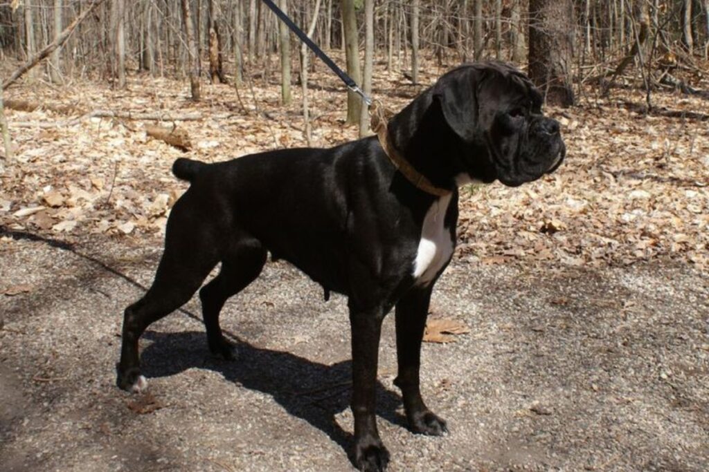 Black Boxer