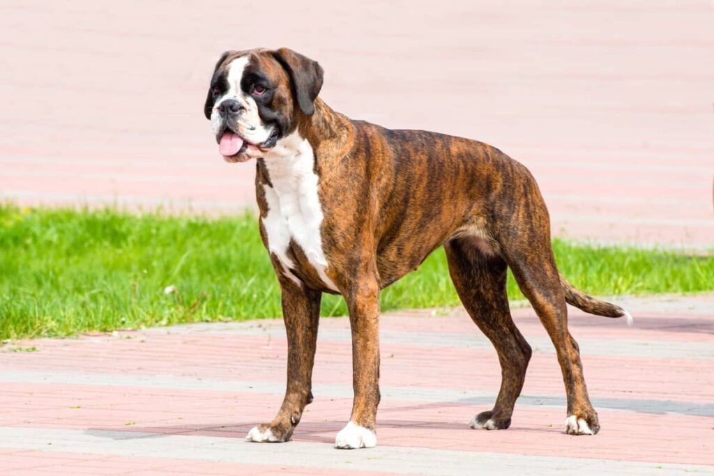 Brindle Boxer