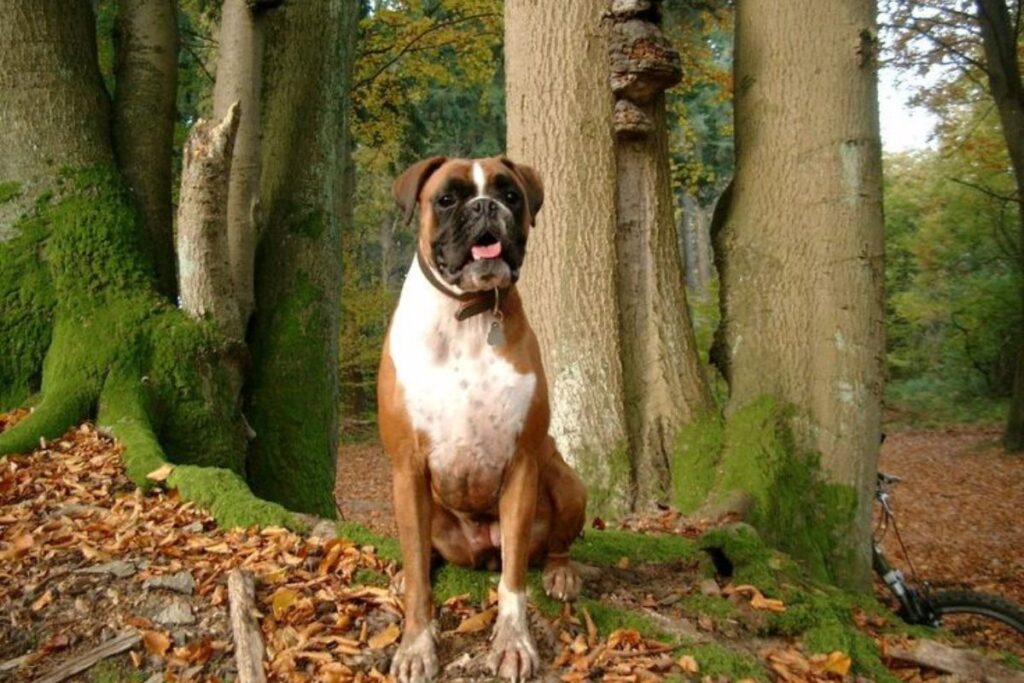 Check Boxer