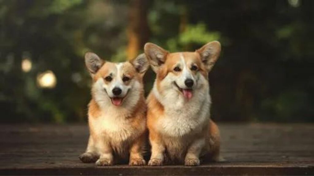 Corgi Feeding Chart For Adult Dogs