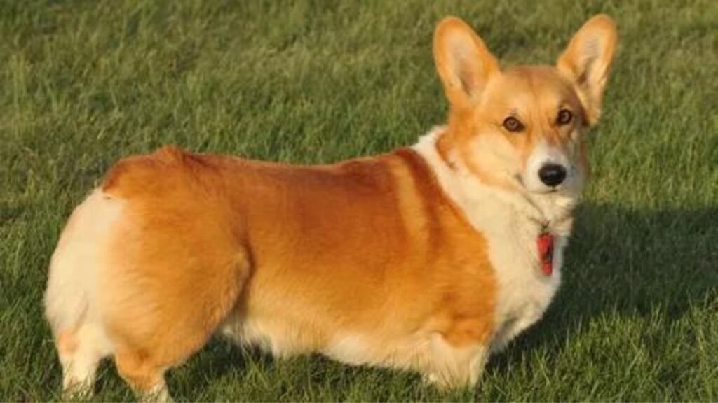 Corgi Feeding Chart For Adult Dogs