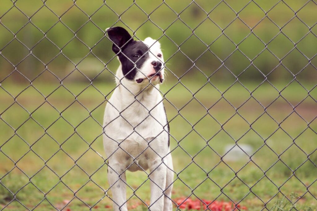 Donato kennels