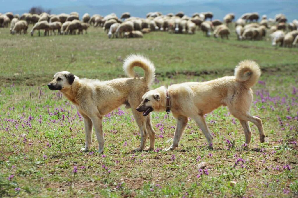 Elkhorn Anatolian Shepherds