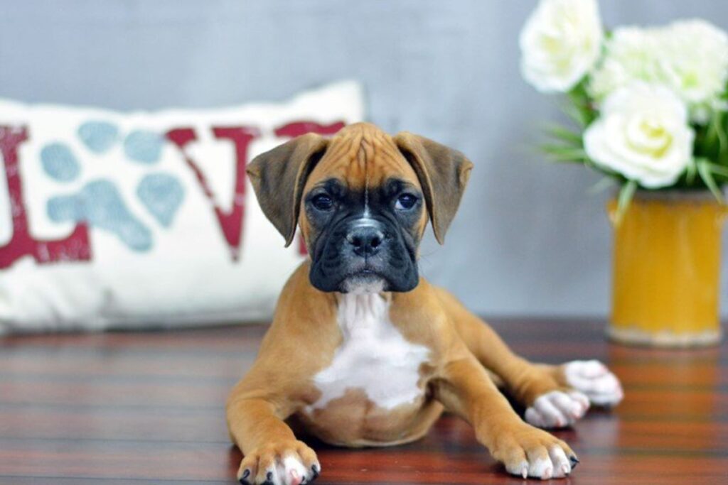 Fawn Boxer