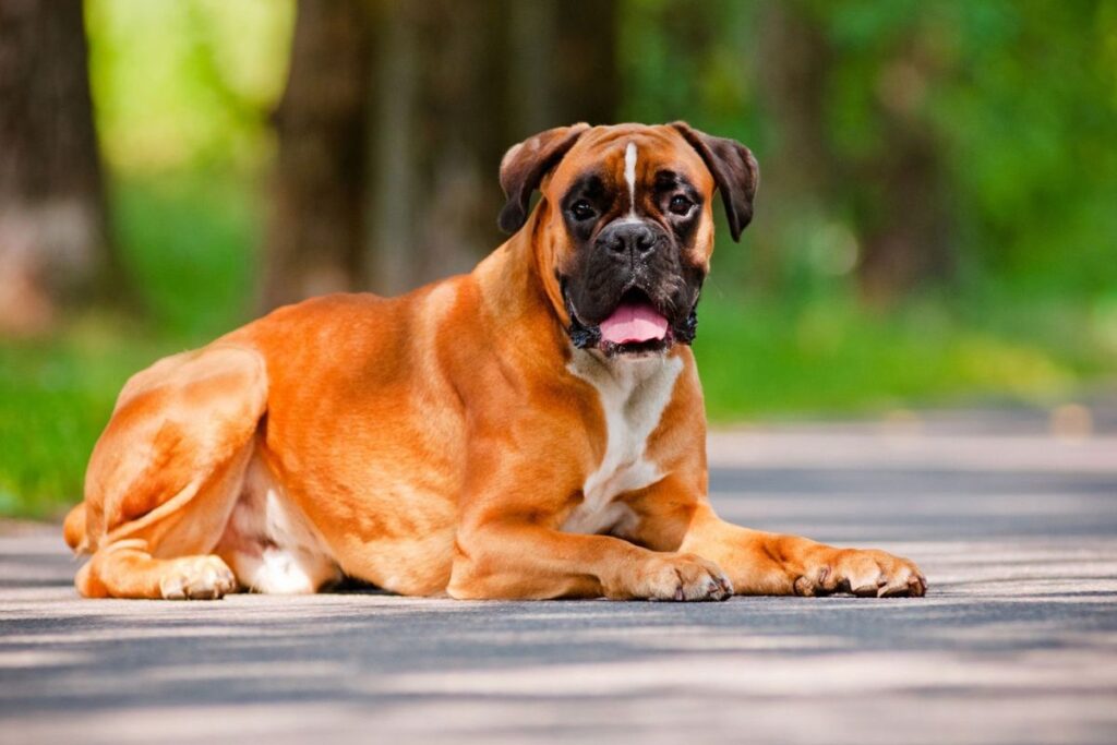 Golden Boxer