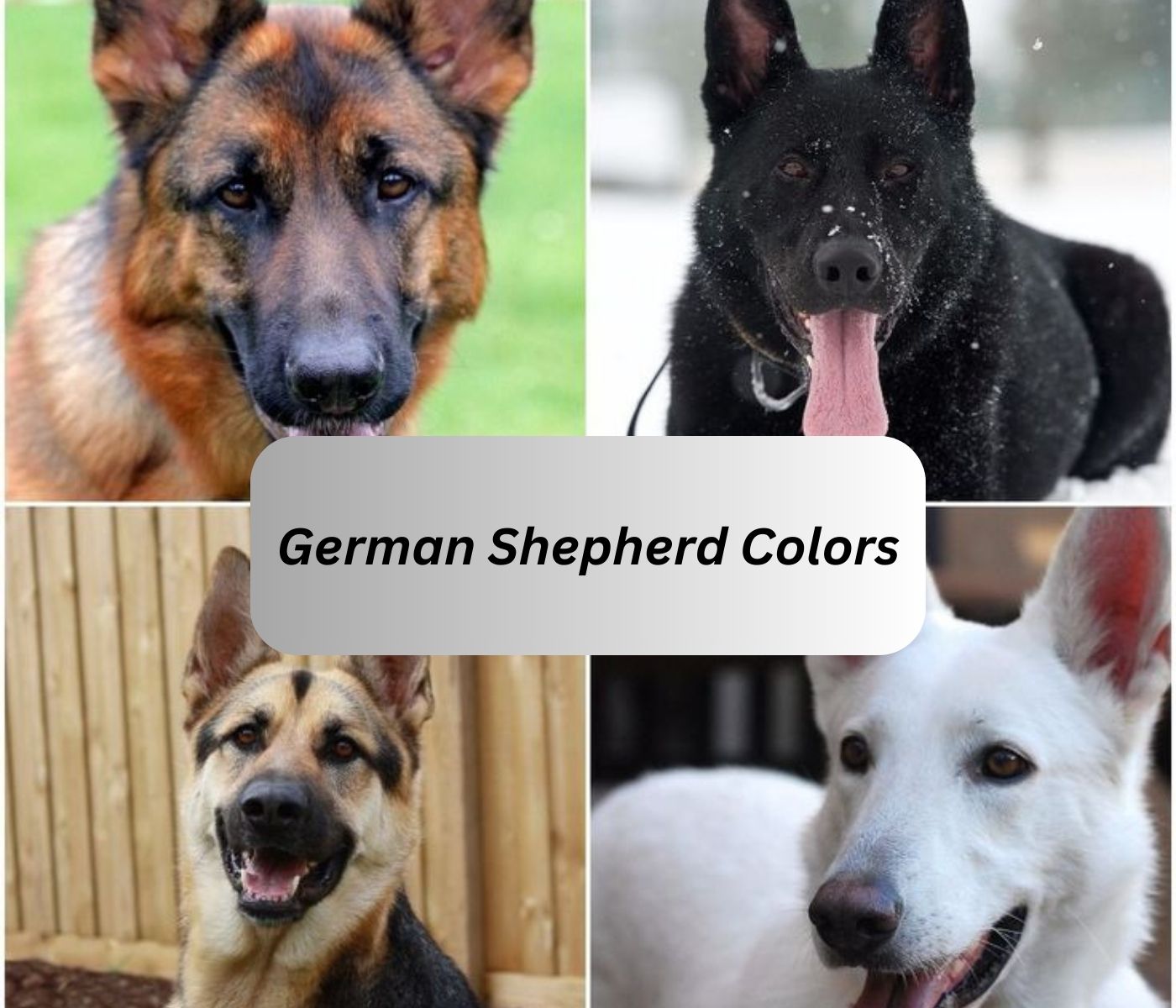 Gorgeous German Shepherd Colors