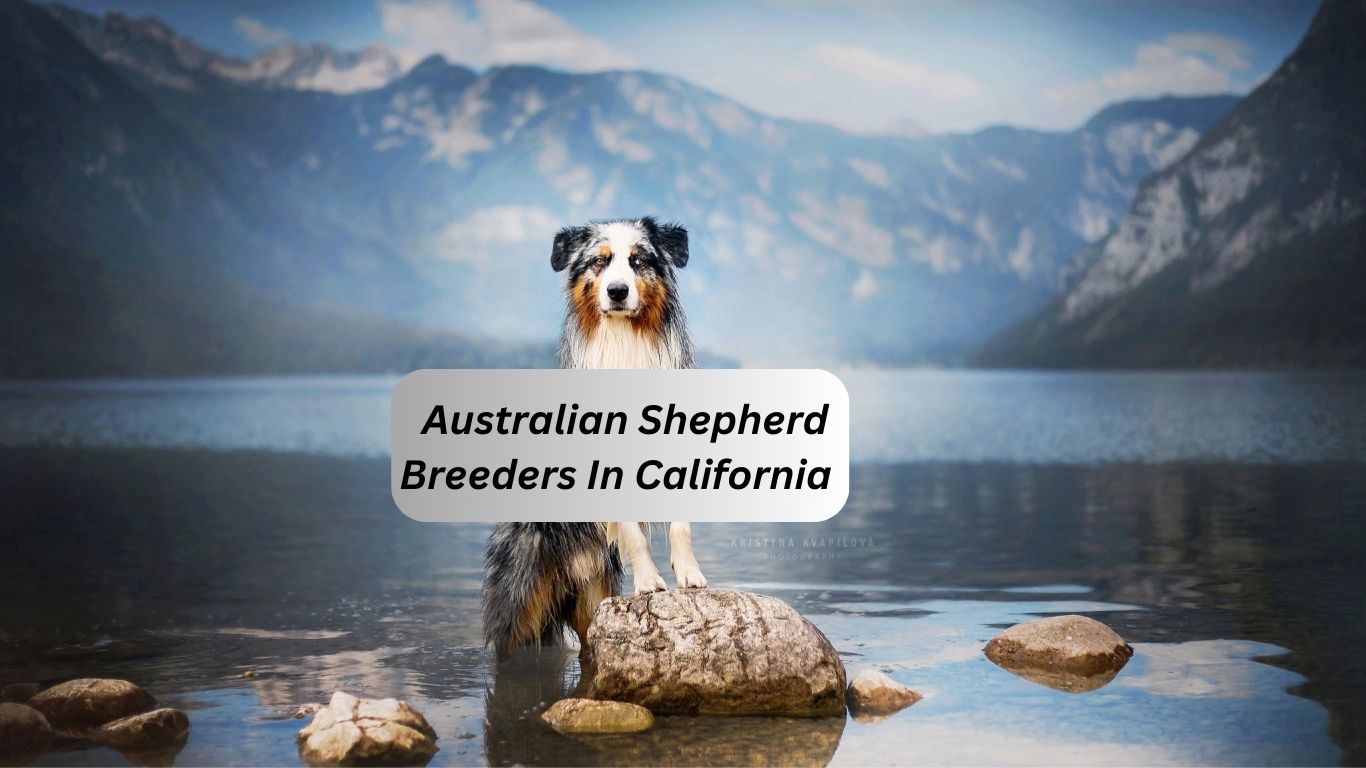 High Quality Australian Shepherd Breeders In California 