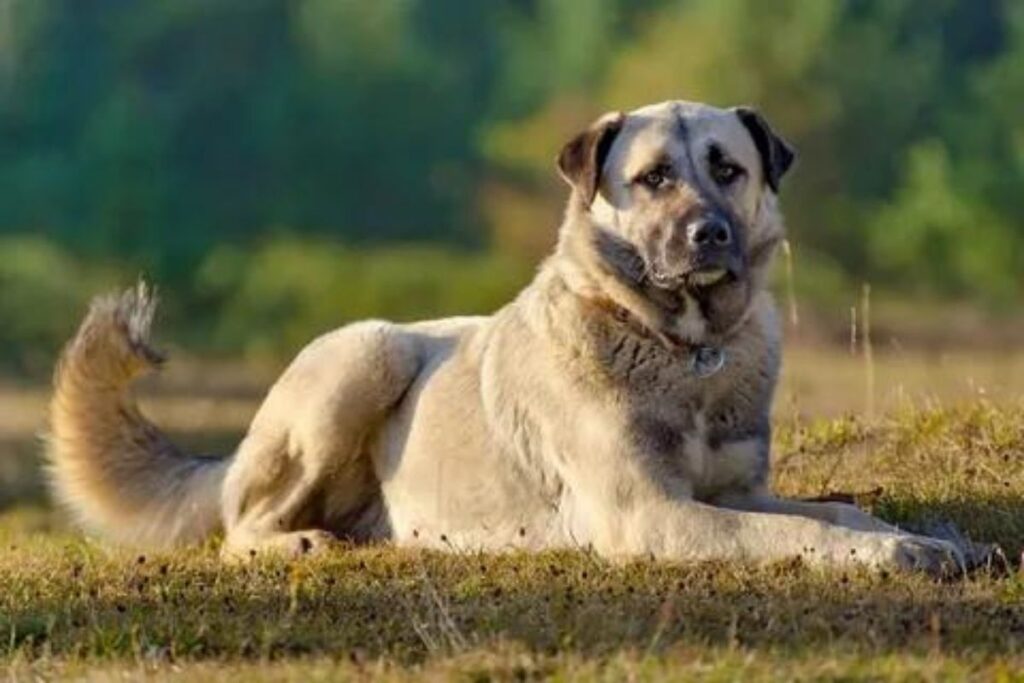 Mythos Anatolian Shepherds