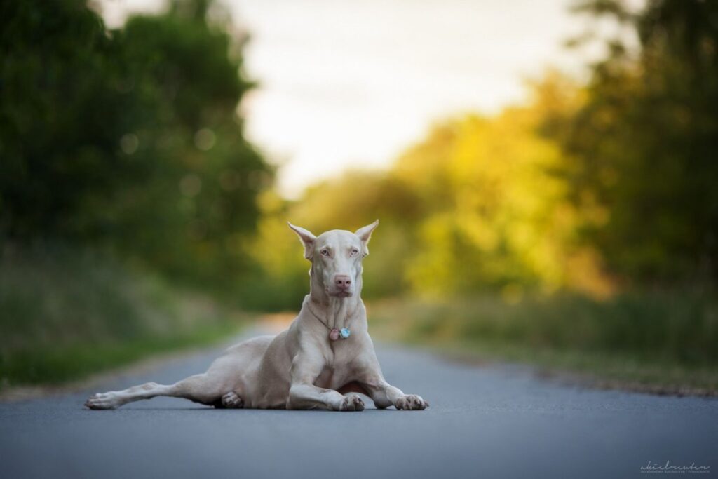 Non Standard Doberman Colors (Albino)
