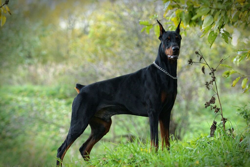 Non Standard Doberman Colors (Solid Black)