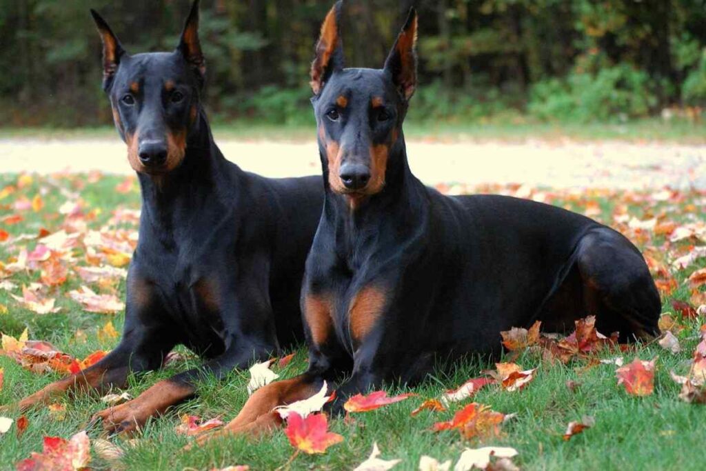 Non Standard Doberman Colors (Solid Blue)