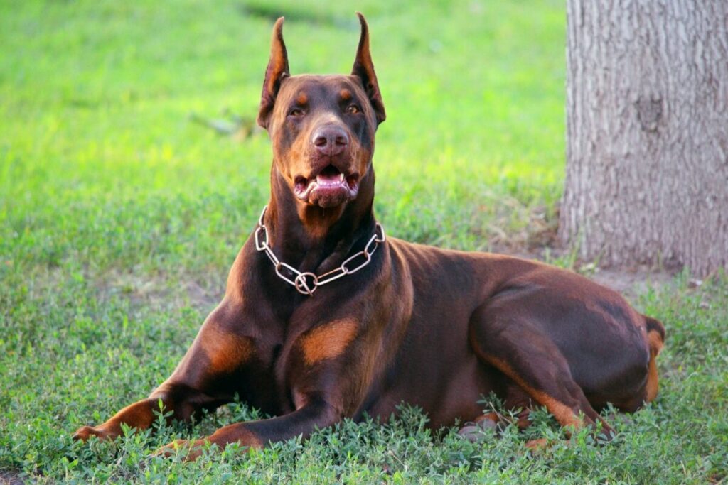 Non Standard Doberman Colors (Solid Fawn)