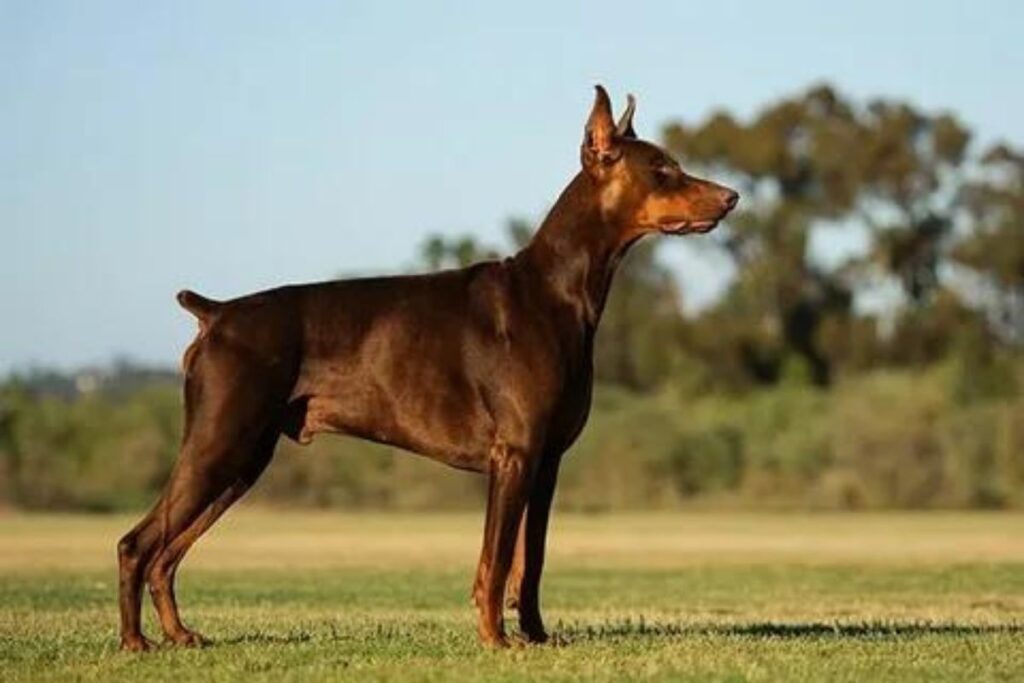 Non Standard Doberman Colors (Solid Red)