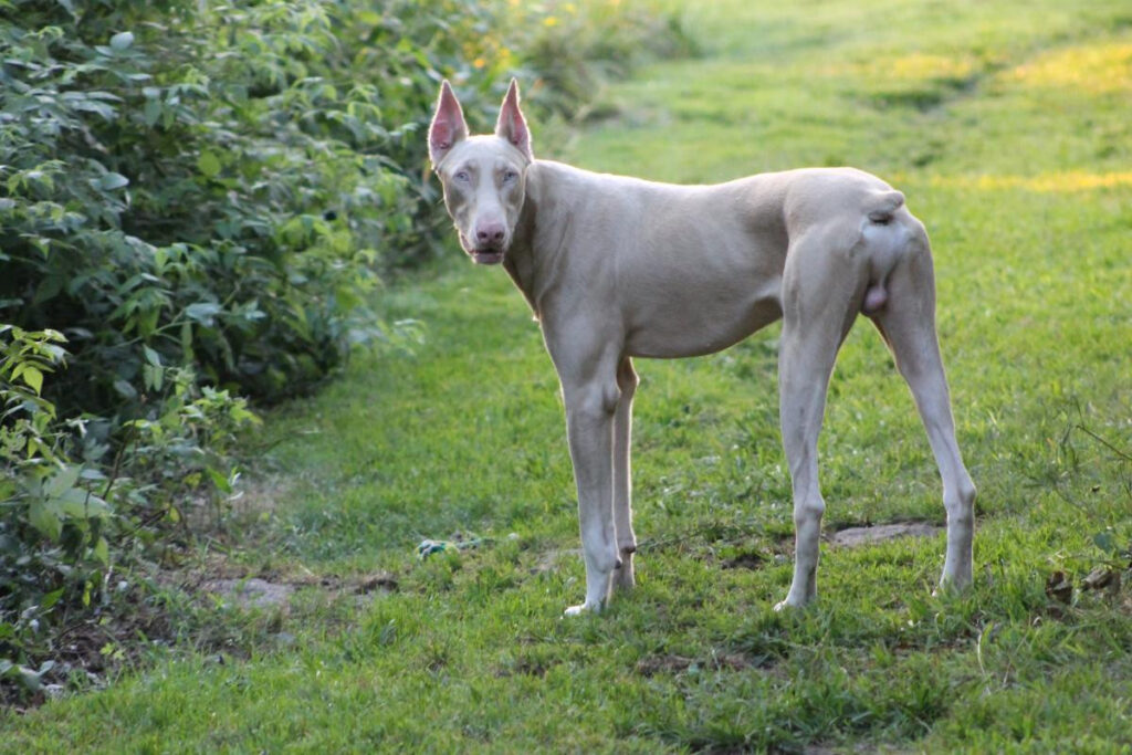 Non Standard Doberman Colors (White)