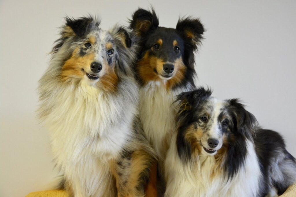 Non-Standard Shetland Sheepdog Double Dilute color