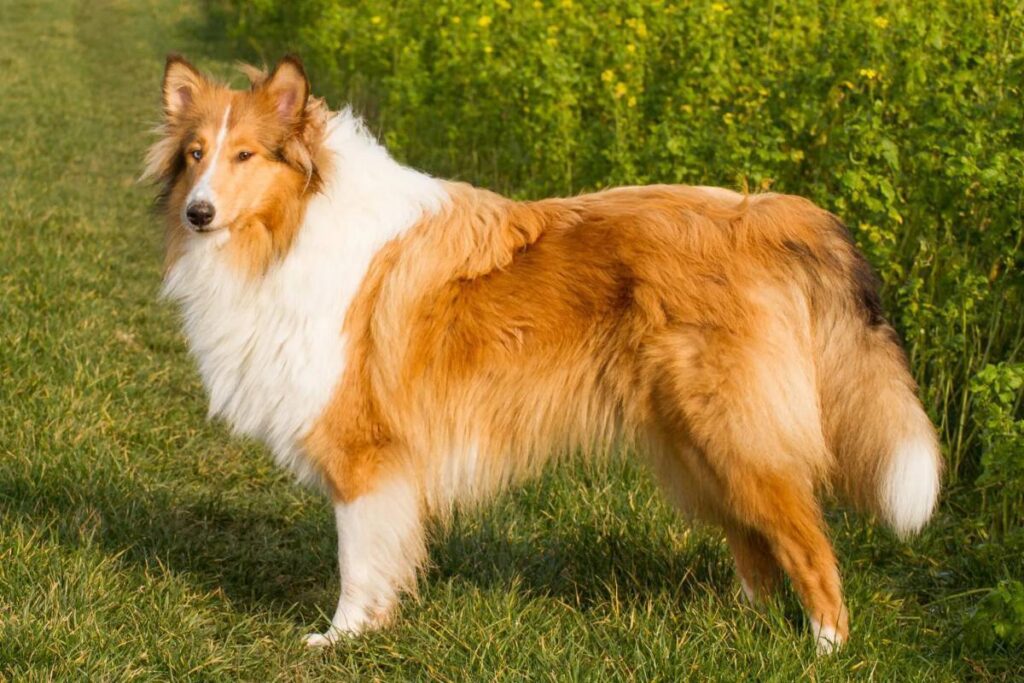 Non-Standard Shetland Sheepdog White & Sable Colors