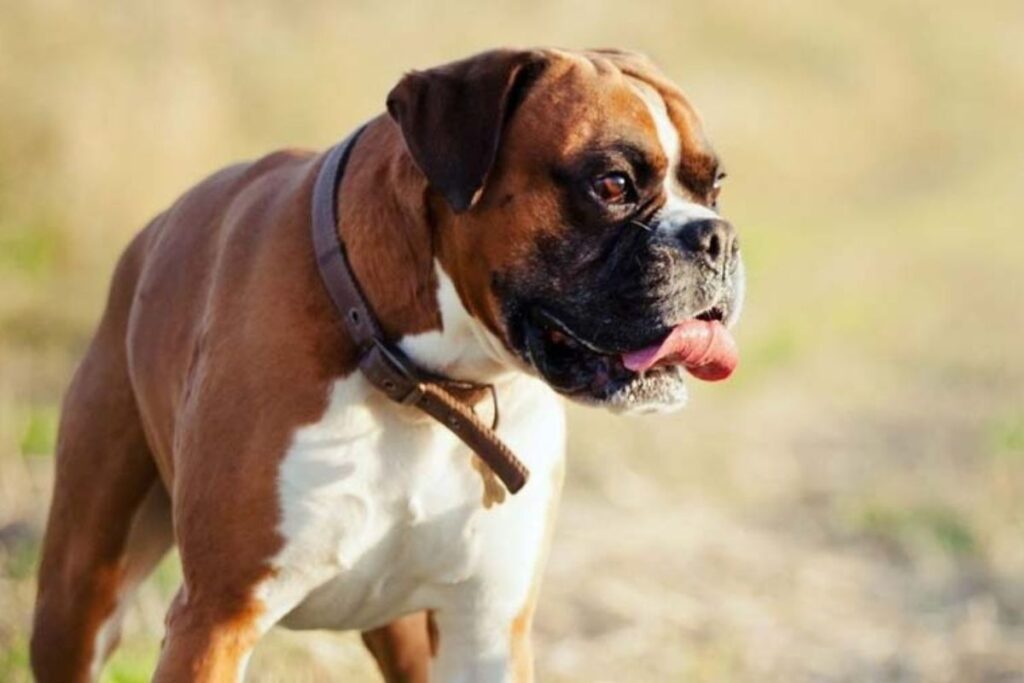 Parti-Colored Boxer
