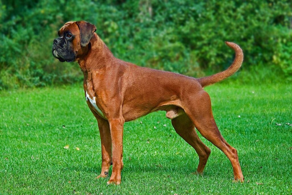 Red Boxer dog