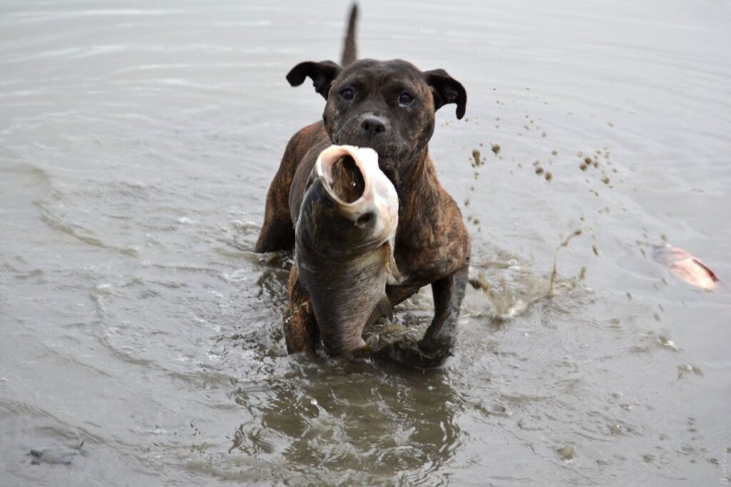 Seal Boxer
