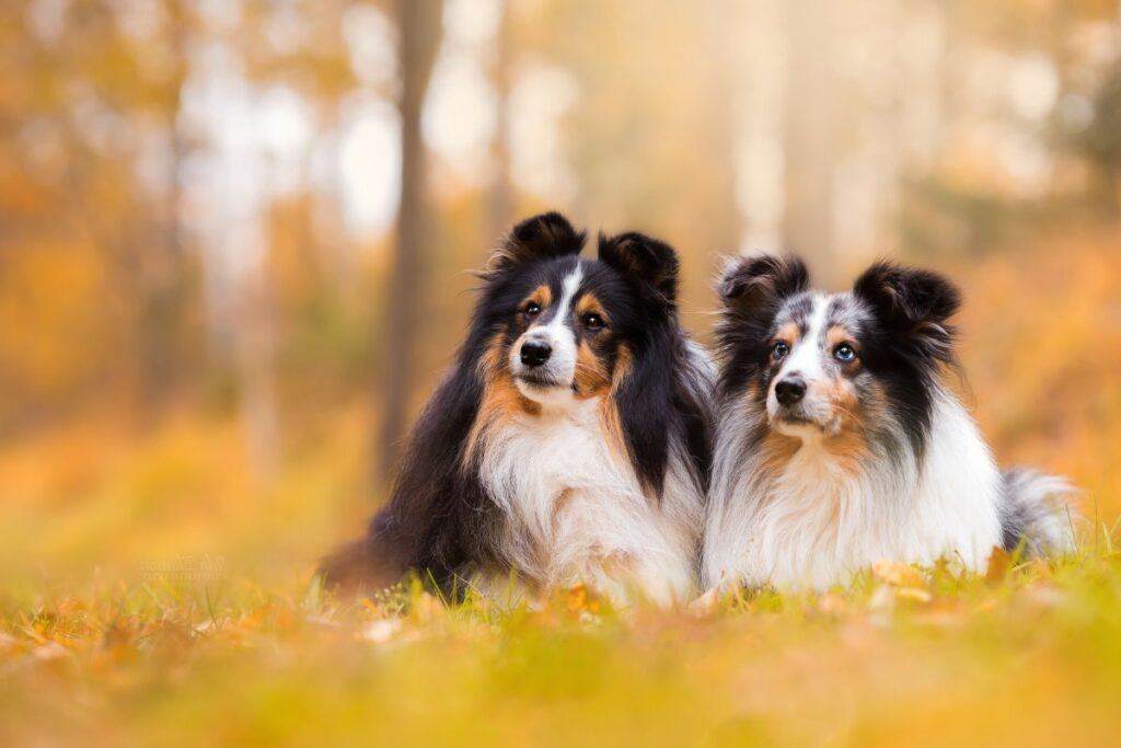 Shetland Sheepdog Black White & Tan color