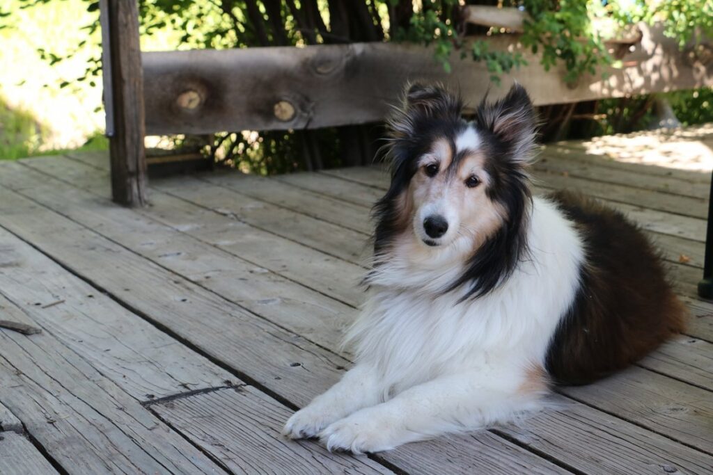 Shetland Sheepdog Black & White color
