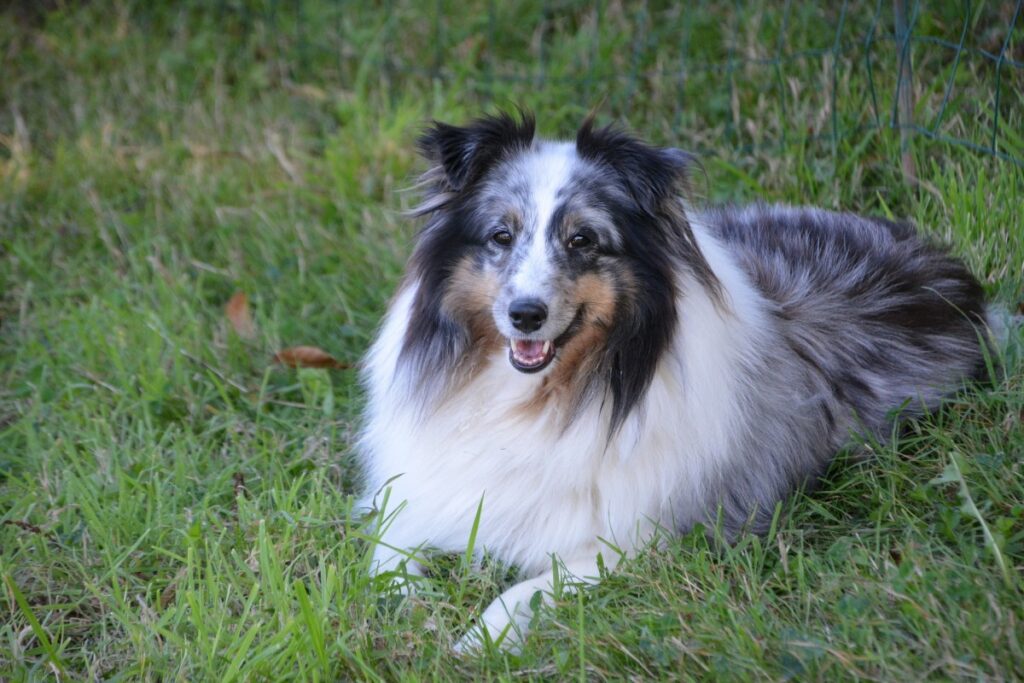 Shetland Sheepdog Blue Merle & White color