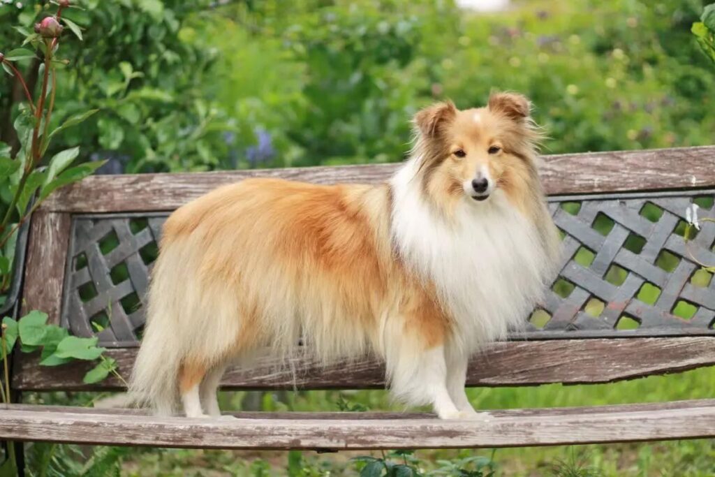 Shetland Sheepdog Sable Merle & White color