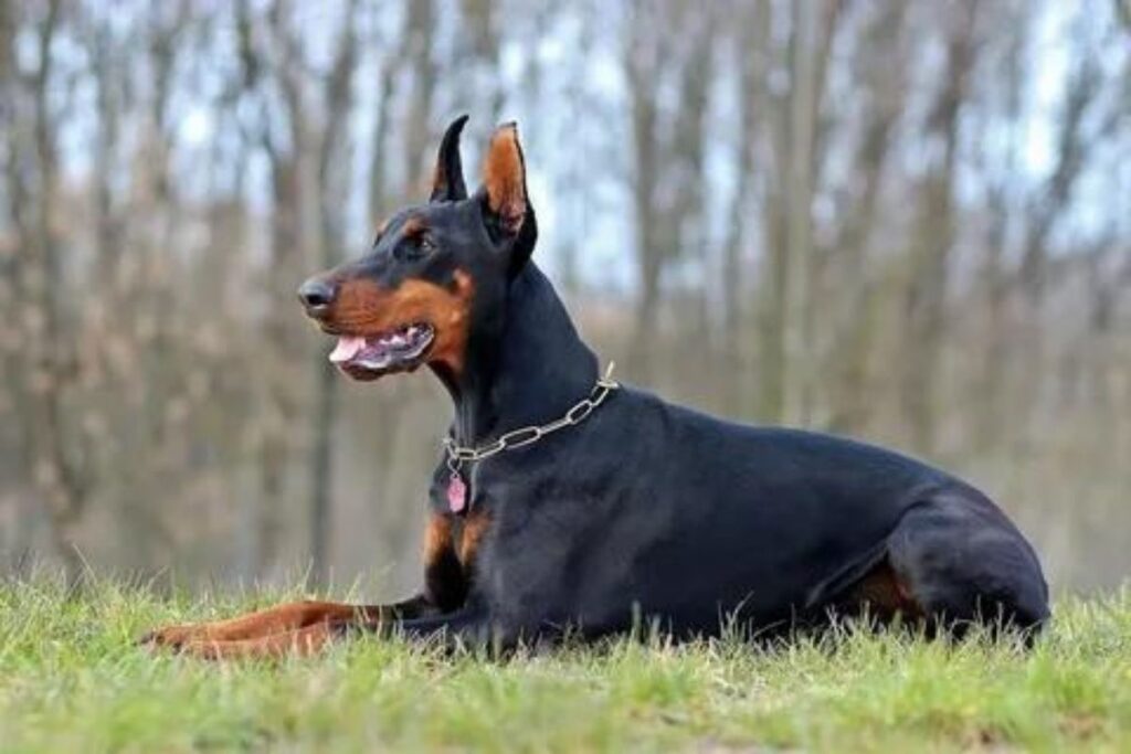 Standard Doberman Colors (Black And Rust)