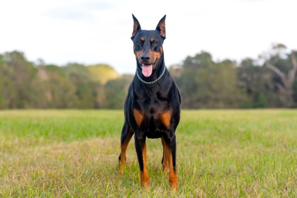 Standard Doberman Colors (Fawn And Rust)