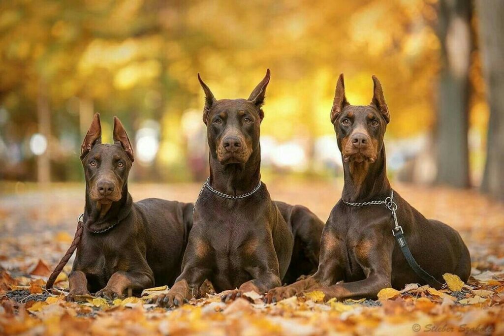 Standard Doberman Colors (Red And Rust)