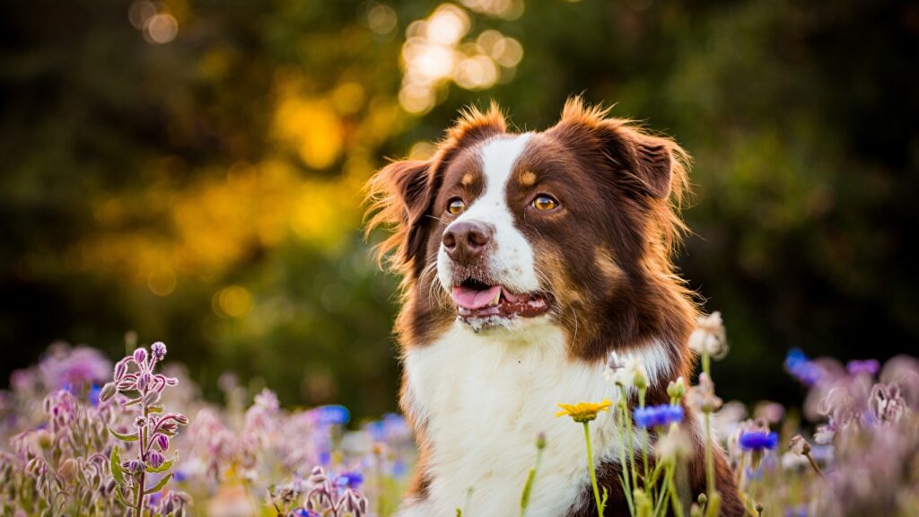 Summer wind Australian Shepherds