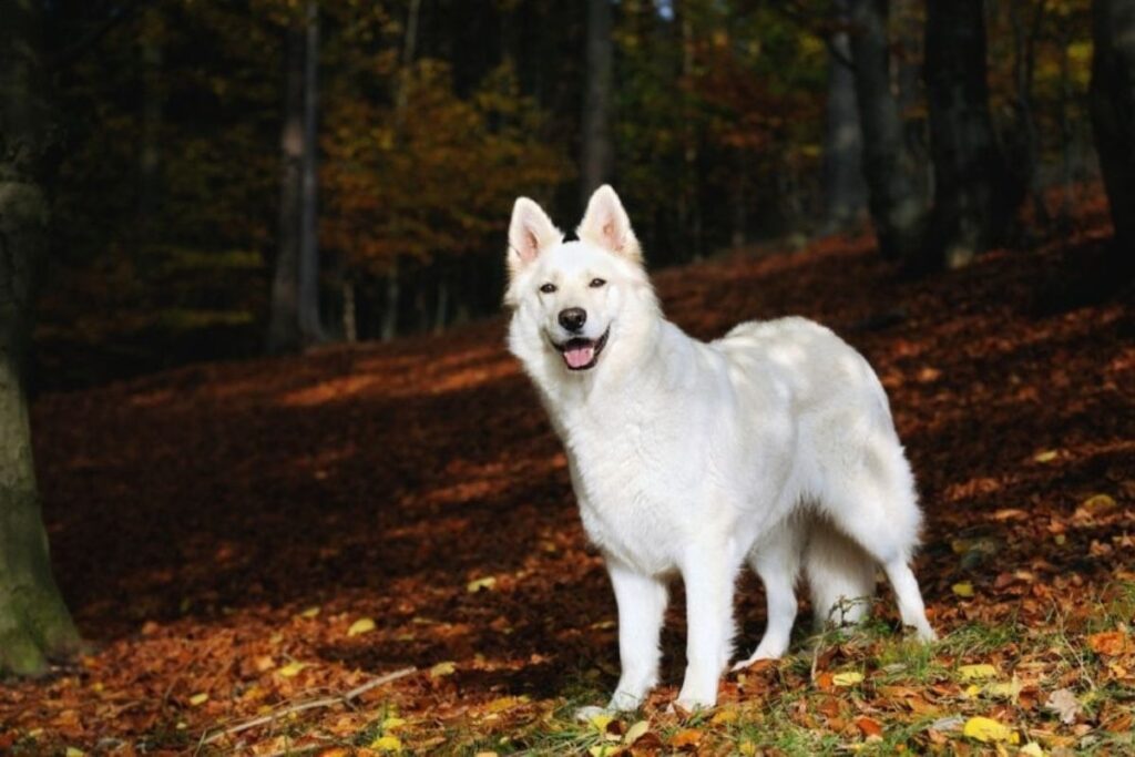 The Albino German Shepherd