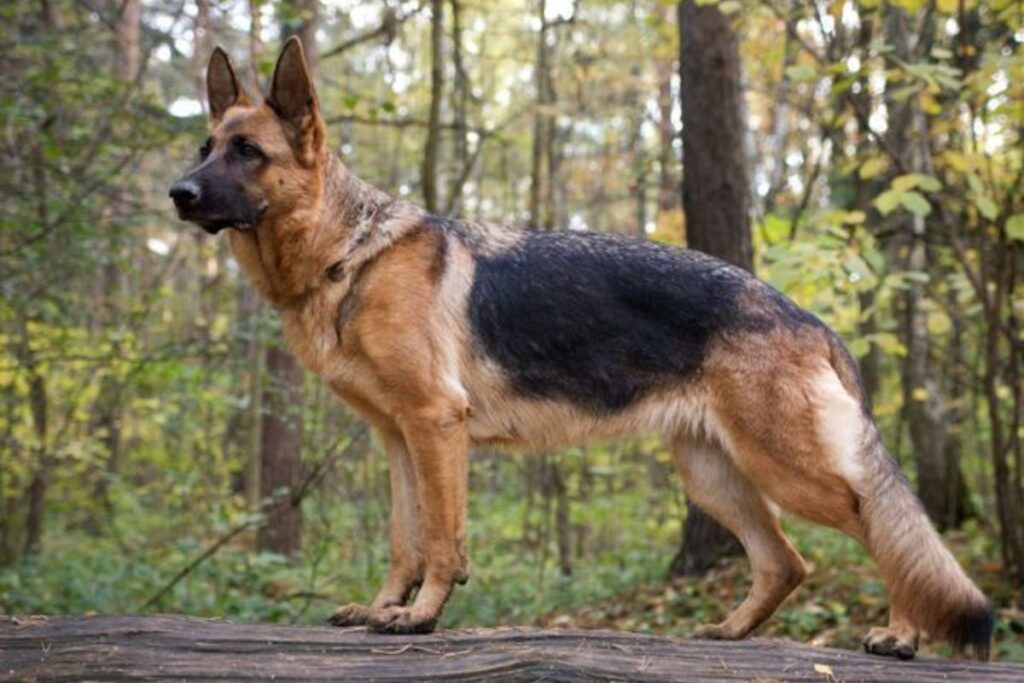 The Bicolor German Shepherd