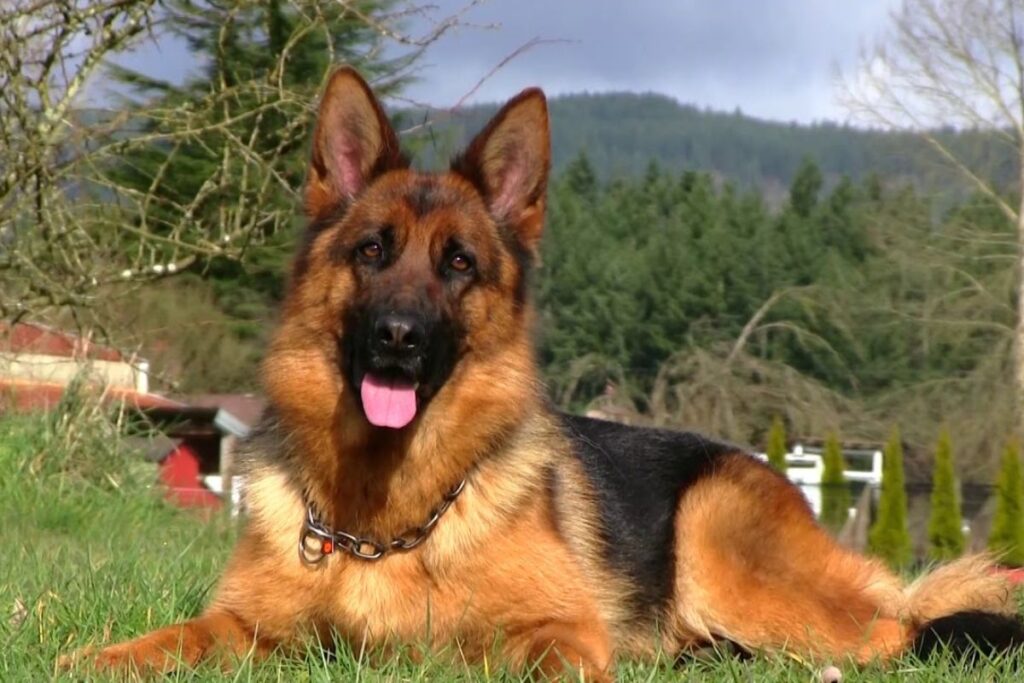The Black And Red German Shephard