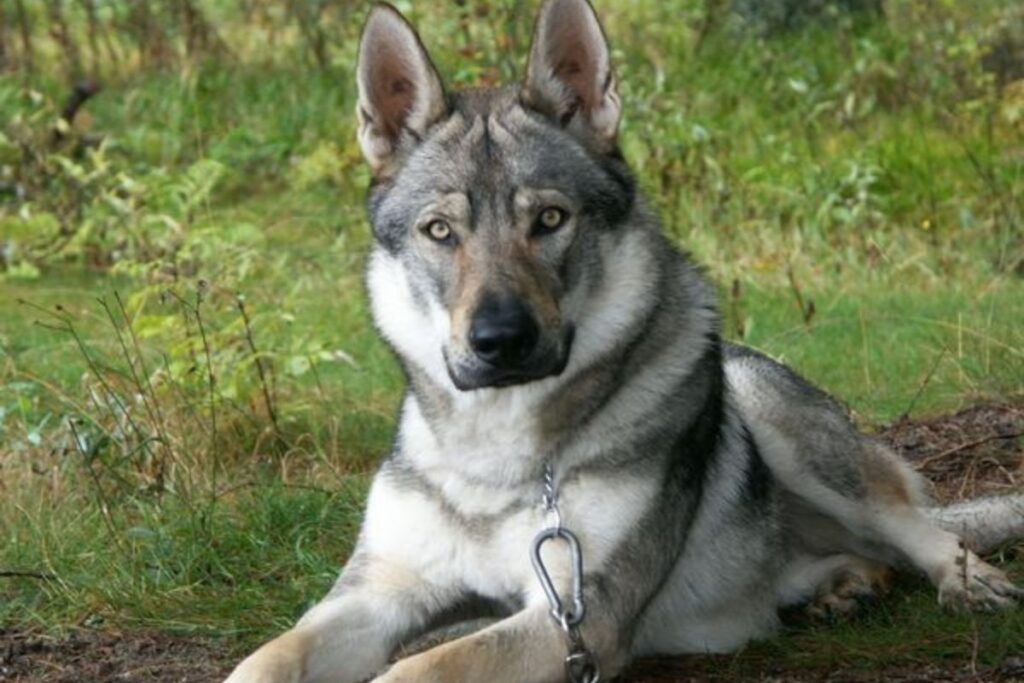 The Black And Silver German Shepherd