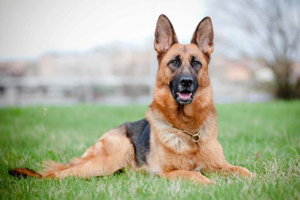 The Black And Tan German Shepherd