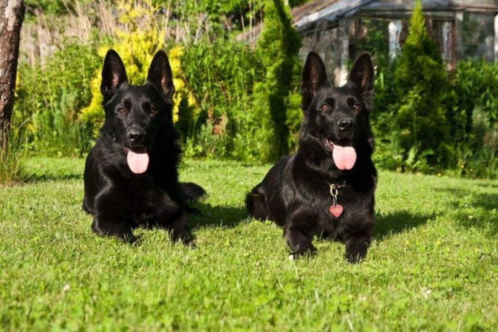 The Black German Shepherd