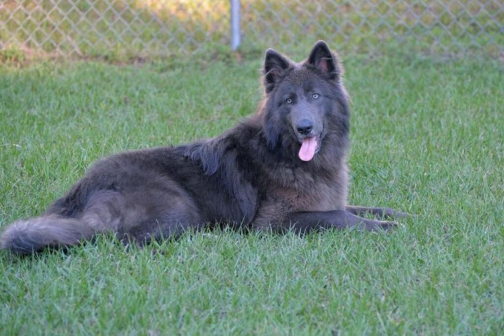 The Blue German Shepherd