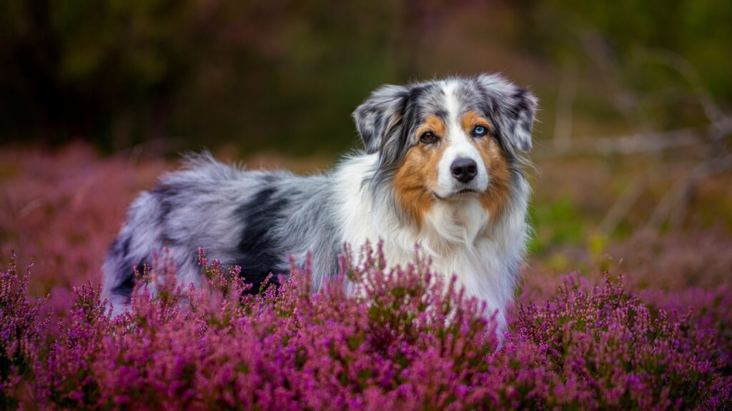 The Foothill Aussies Australian Shepherd