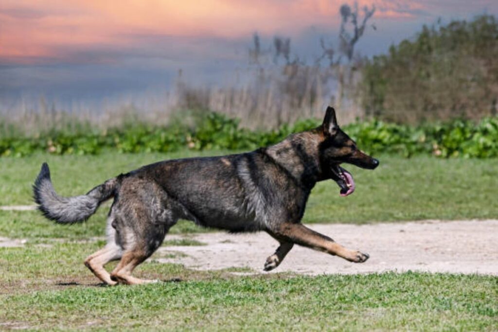 The Gray German Shepherd