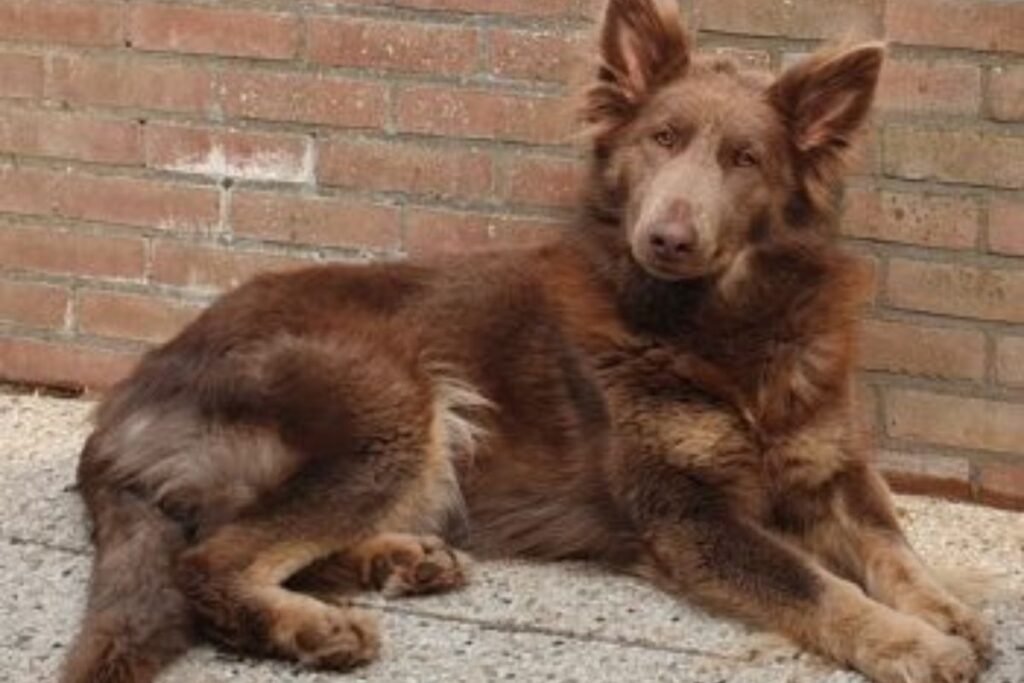 The Isabella German Shepherd