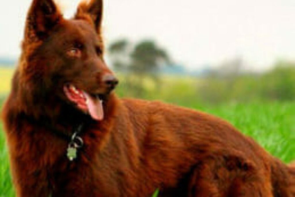 The Liver German Shepherd