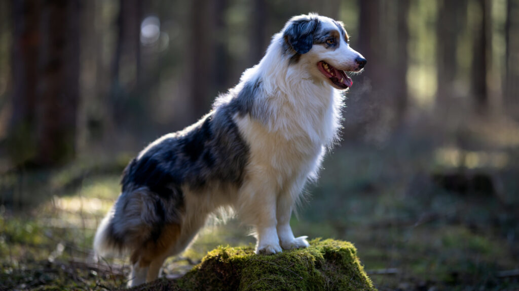 The Mead Ranch Australian Shepherd