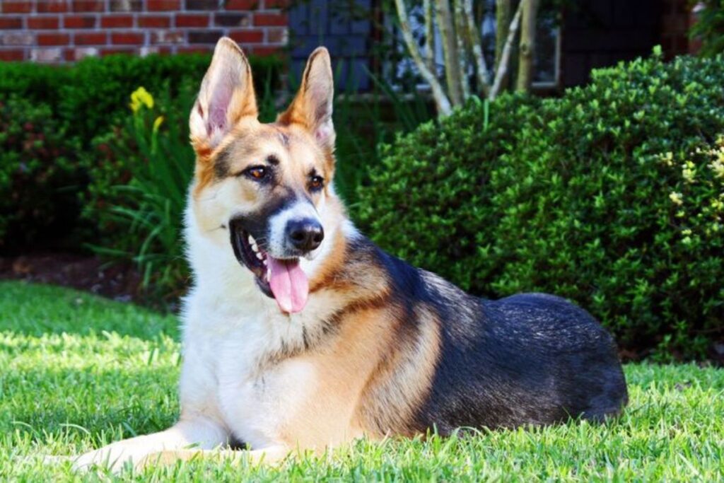 The Panda German Shepherd