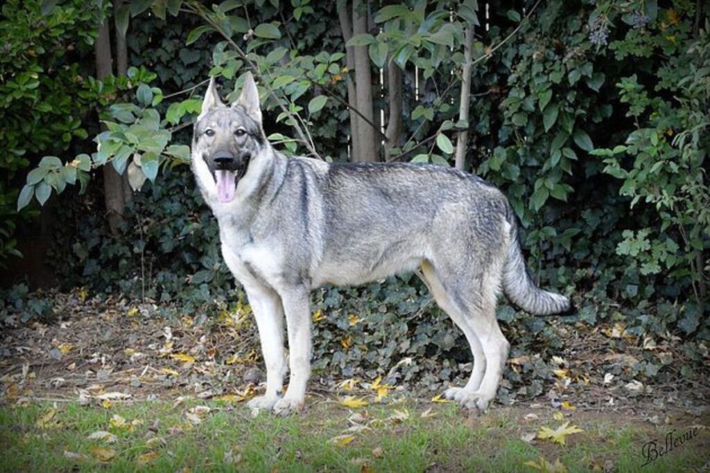 The Silver German Shepherd