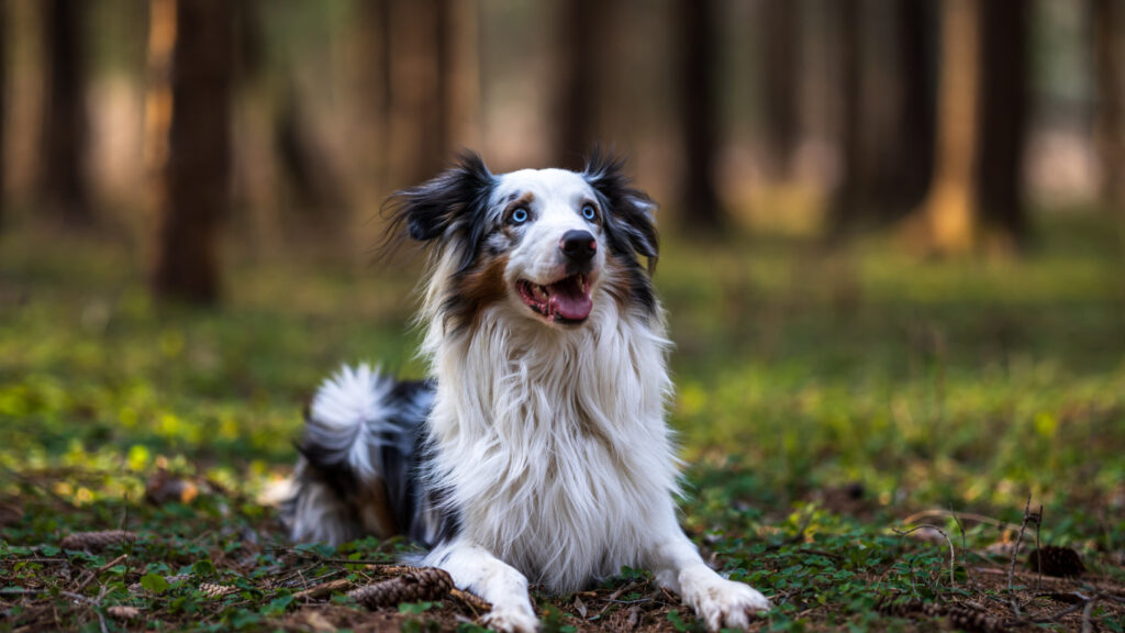 The Timeless Aussies Australian Shepherd