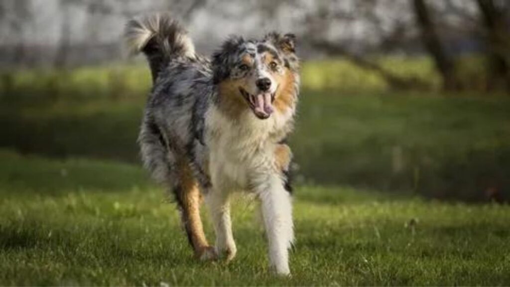 The Tried And True Aussies Australian Shepherd